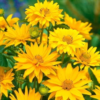 Семена False Sunflower, Summer Sun - Heliopsis scabra - 125 семян - семена