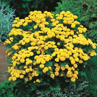 Sementes de Feverfew Golden Ball - Crisântemo parthenium fl.pl. Bola de Ouro - 1500 sementes - Chrysanthemum parthenim