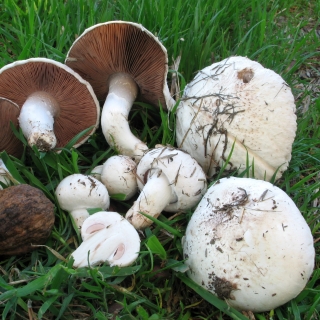 Fältsvamp - mycelium, lekar på spannmål för odling i trädgården, på ängar och i åkern - 1 kg - 