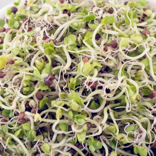 Sprouting seeds - white cabbage