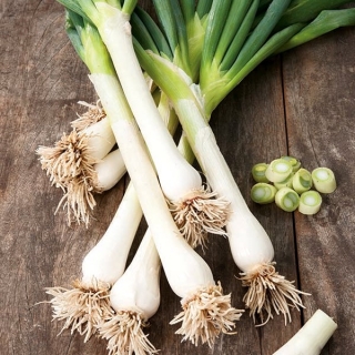 Seminte legume bio Amia, ceapa verde Blanc Ishikura, Site-ul de la ceapa de date