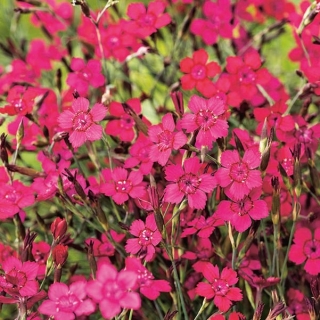 Maiden Rosa frön - Dianthus deltodies - 2500 frön - Dianthus deltoides