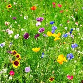 Blandning av årliga och fleråriga vilda växter - blommig äng - 500 g - 