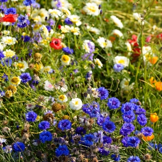 Mešanica enoletnih in večletnih divjih rastlin - cvetoči travnik - 500 g - 