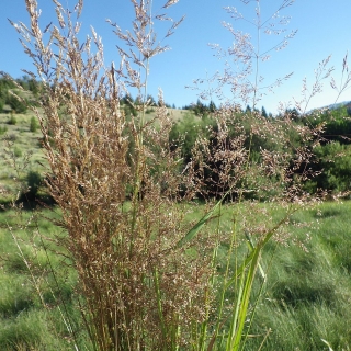 Kromi bentgrass menjalar - 5 kg - 