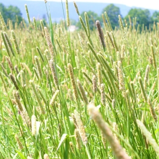 Timothy gräs Kaba - 1 kg - 