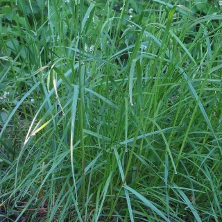 Perennial ryegrass 2N Rokade, lawn variety - 5 kg