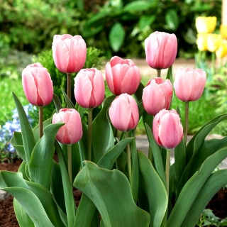 Tulip Lohi Impression - 5 kpl - 