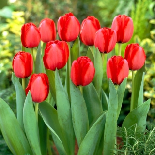 Tulip 'Red Impression' - embalagem grande - 50 unidades
