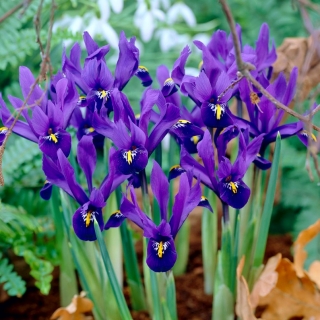 Iris reticulada - Pixie - pacote grande! - 100 pcs.