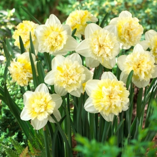 Daffodil, narcissus 'Ice King' - 5 pcs