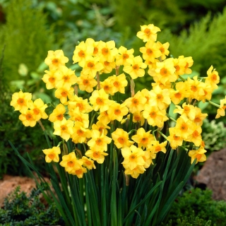 Daffodil, Narcissus Martinette - gói lớn! - 50 chiếc - 