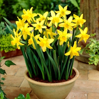 Daffodil, νάρκισσος Φεβρουάριος Χρυσός - 5 τεμ - 