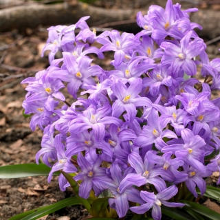 Kemuliaan-salju-salju, bunga-ungu Bossius - Kecantikan Chionodoxa Violet - paket besar! - 100 buah; Kemuliaan salju Lucile - 