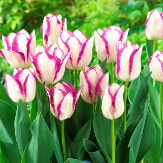 Kotak Tulip - 5 buah - 