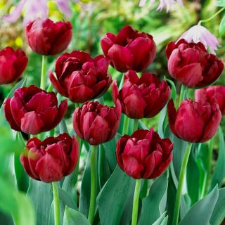 Tulip Anthracite - 5 buah - 