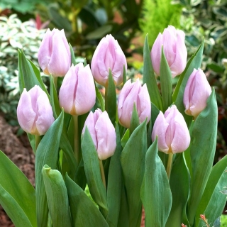 Tulip 'Candy Prince' - 5 piezas