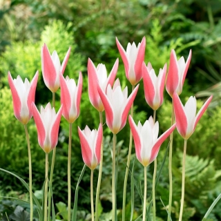 Tulip Clusiana Lady Jane - 5 miếng - 