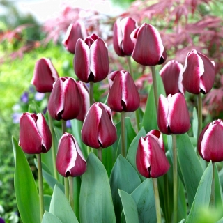 Tulipe 'Fontainebleau' - 5 pieces