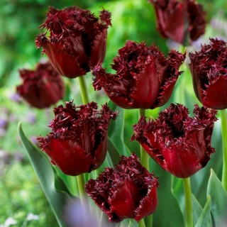 Tulipe Labrador - 5 pieces