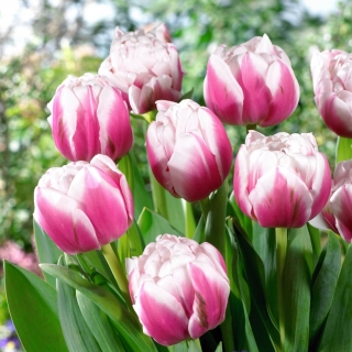 Tulipe Melrose - 5 pieces
