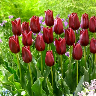 Tulipán National Velvet - veľké balenie! - 50 ks