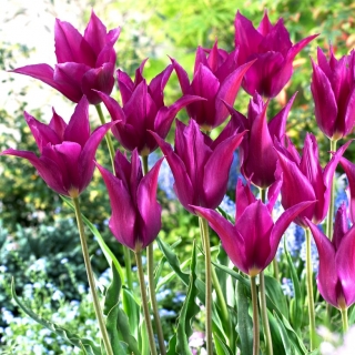 Tulip Purple Dream - μεγάλο πακέτο! - 50 τεμ - 