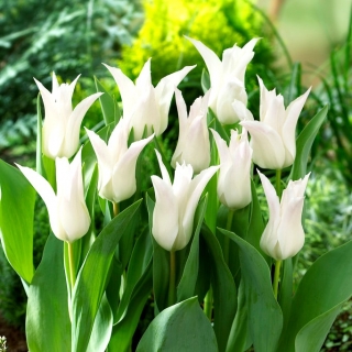 Tulipano 'Tres Chic' - confezione grande - 50 pz