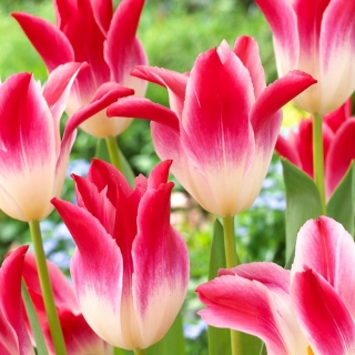 Tulip Whispering Dream - بسته ای بزرگ! - 50 عدد - 