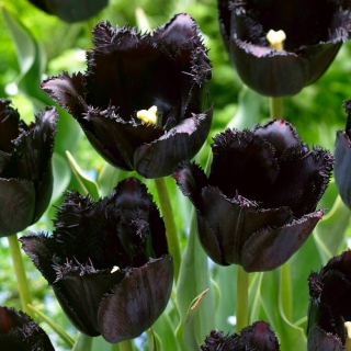 Tulip Fringed Black - the blackest tulip of them all! - 5 pcs
