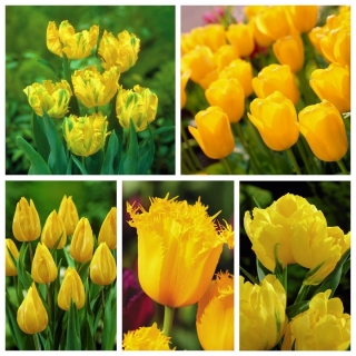 Výber odrody tulipánov v odtieňoch žltej - 200 ks - 