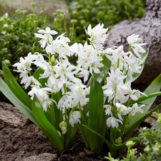 Squill blanc - grand paquet! - 100 pieces