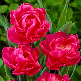May Wonder tulip - 5 ชิ้น - Tulipa May Wonder