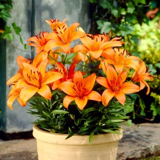 Lilium, Lily Orange Pixie - bulb / tuber / rădăcină