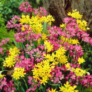Low growing ornamental garlic set - yellow and pink set - yellow garlic and pink lily leek - 200 pcs