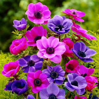 Sada fialových a ružových kvetov - 80 ks; sasanka - 