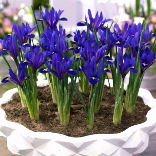 Reticulate iris - Blue Hill - large package! - 100 pcs