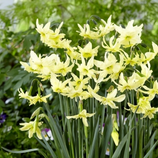 Daffodil, narcissus Exotic Mystery - 5 pezzi