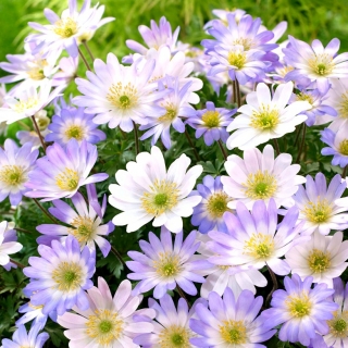 Balkanų anemone - 2 baltų ir mėlynų žiedų veislių rinkinys - 80 vnt; Grecian windflower, žieminė windflower - 