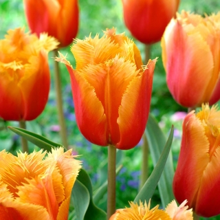 Tulipa Lambada - Tulip Lambada - 5 луковици