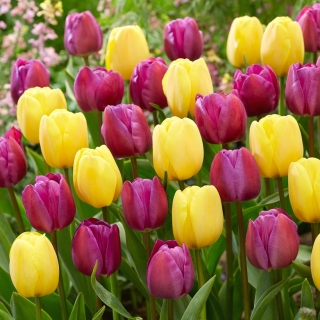 Bộ hoa tulip màu tím và vàng - 50 chiếc - 