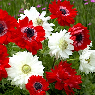 Double-flowered anemone - red and white set - 2 anemone varieties - 80 pcs