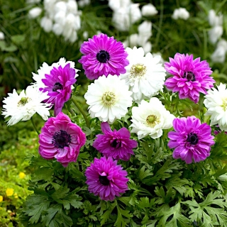 شقائق النعمان مزدوجة الأزهار - مجموعة من 2 أصناف بيضاء وزهرية - 80 قطعة - 