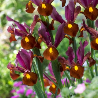 Iris olandese - Ember rosso - confezione grande! - 100 pz