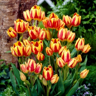 Tulip 'Color Spectacle' - iso pakkaus - 50 kpl - 
