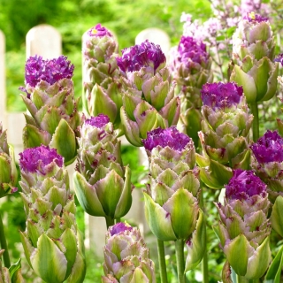 Tulipán Purple Tower - csomag 5 darab - Tulipa Purple Tower