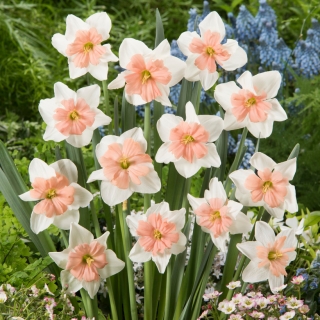 Daffodil, narcissus 'Cool Evening' - large package - 50 pcs
