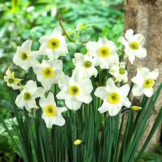 Narcise, narciss 'Sinopel' - liels iepakojums - 50 gab.