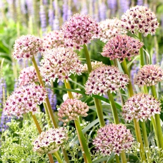 Ornamental onion Silver Spring - large package! - 10 pcs