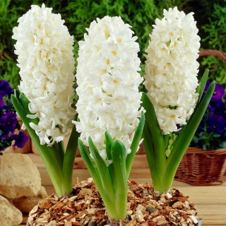 Hyacinth Aiolos - großes Paket! - 30 Stück
